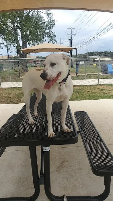 Dog Park 3
