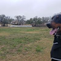 MorningStar Dog Park ico