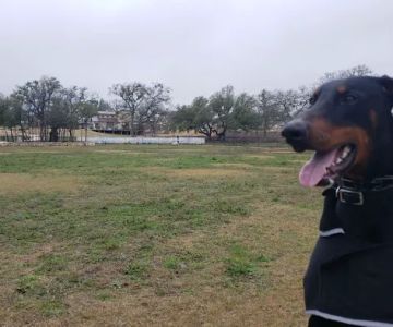 MorningStar Dog Park