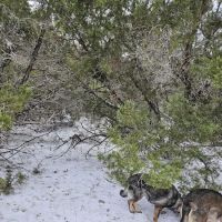 Shady Oaks Retreat 10+ Acre Dog Park ico