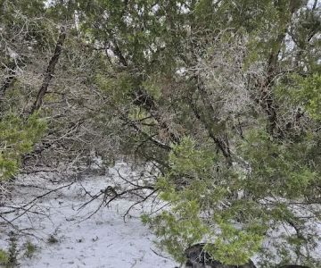 Shady Oaks Retreat 10+ Acre Dog Park