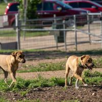 Puppy Playland Dog Park ico