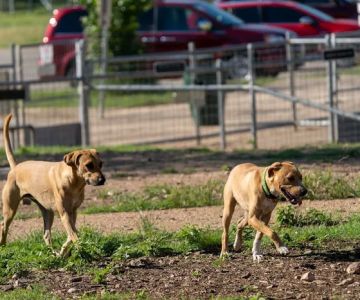 Puppy Playland Dog Park
