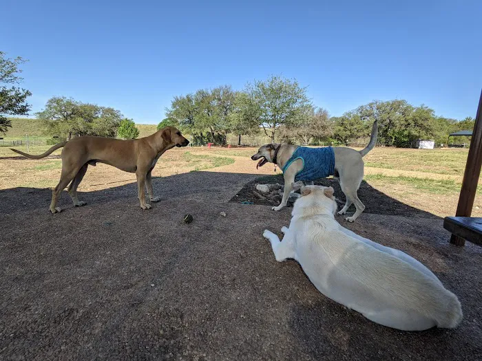 Puppy Playland Dog Park 3