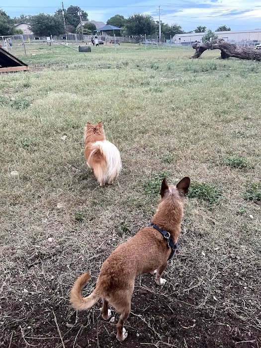 Puppy Playland Dog Park 9