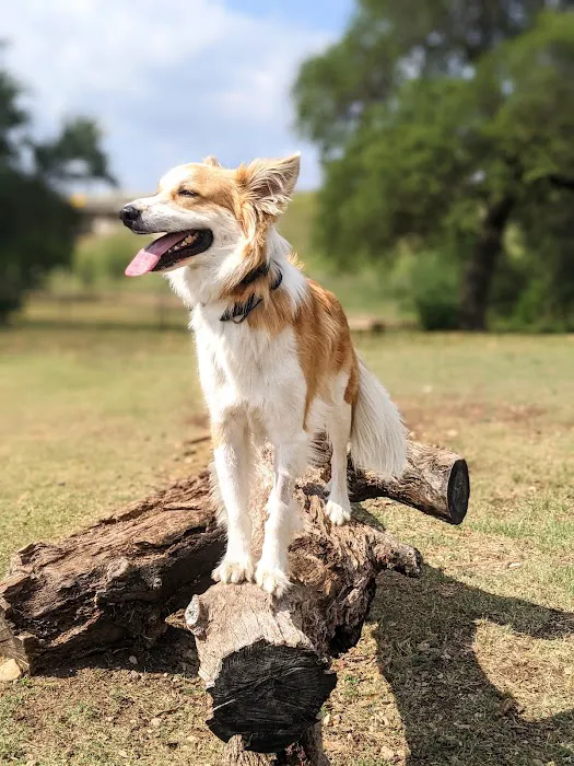 Puppy Playland Dog Park 7