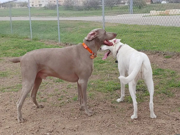 Schertz Dog Park 7