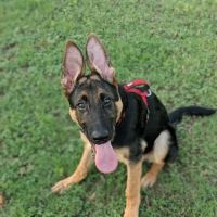 Schertz Dog Park ico