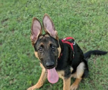Schertz Dog Park