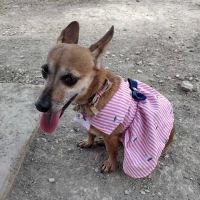 Aina Blake Dog Park ico