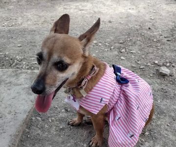 Aina Blake Dog Park