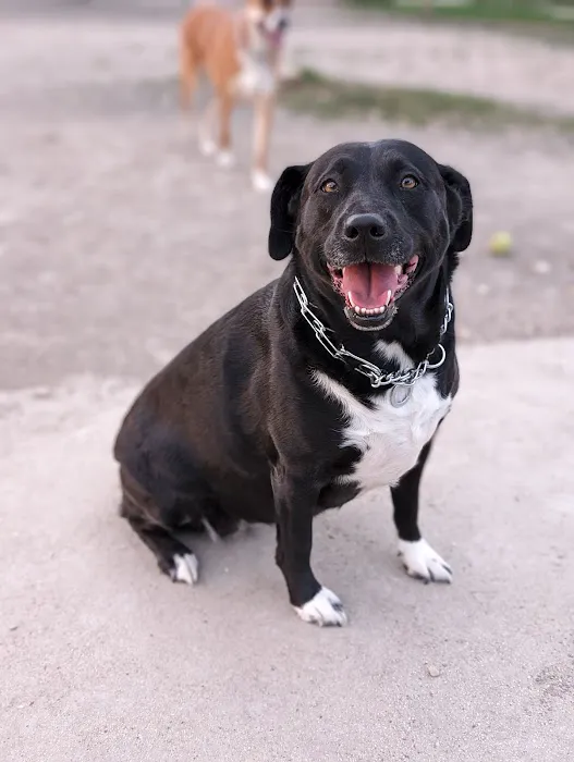 Aina Blake Dog Park 4