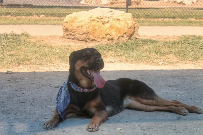 Aina Blake Dog Park 7