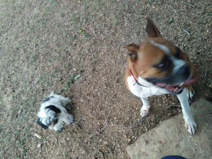 Barky Park 5