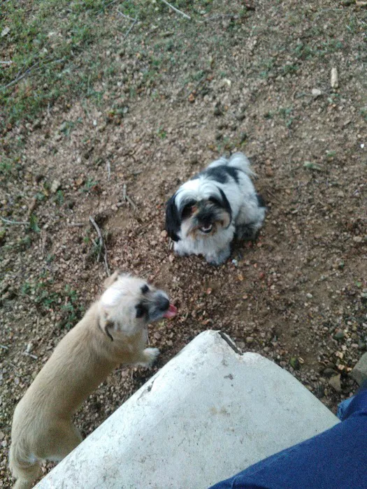 Barky Park 1