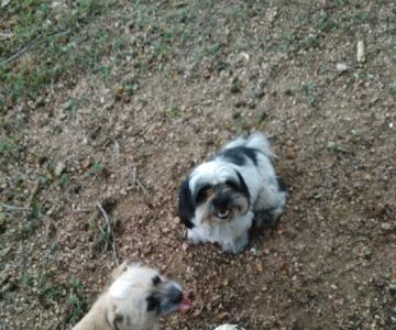 Barky Park