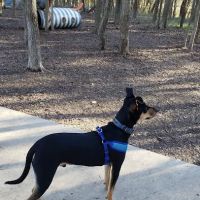 Lady Bird Johnson Dog Park ico