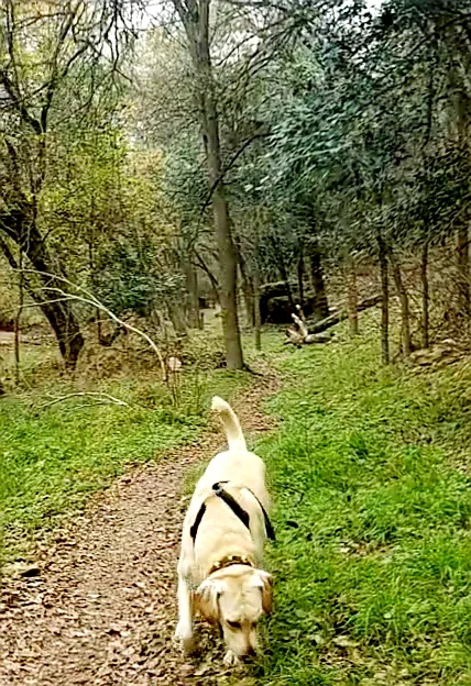 Lady Bird Johnson Dog Park 3