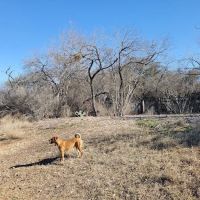 McAllister Dog Park ico