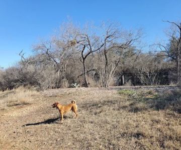 McAllister Dog Park