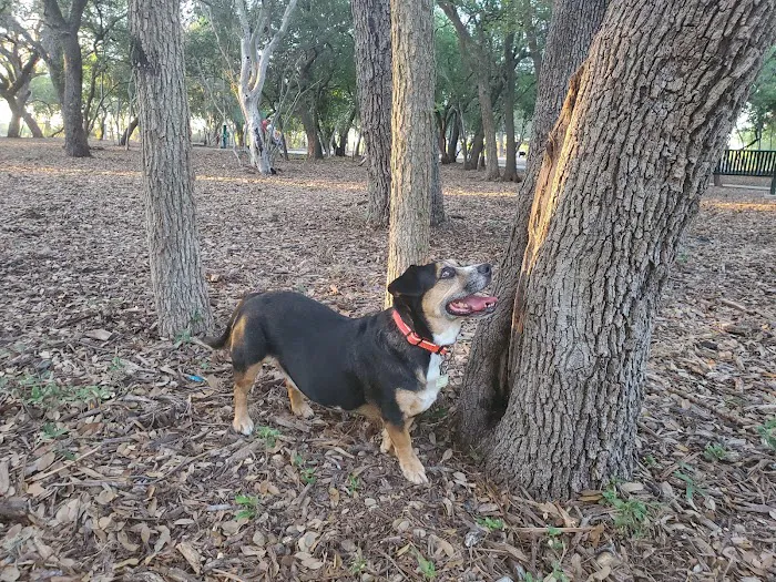 McAllister Dog Park 3