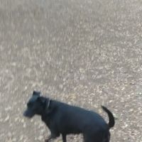 Alamo Heights Bark Park ico