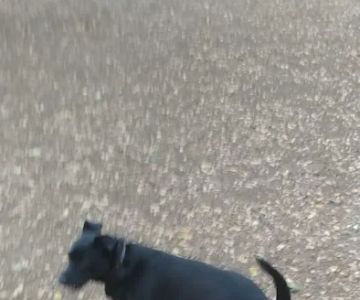 Alamo Heights Bark Park