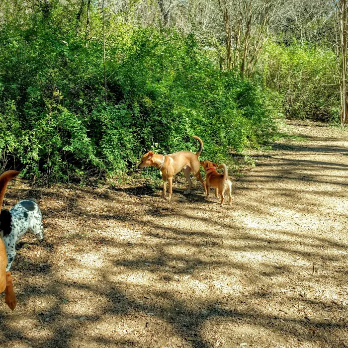 Alamo Heights Bark Park 3