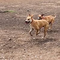 Olmos Park Dog Park ico