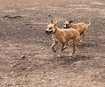 Olmos Park Dog Park