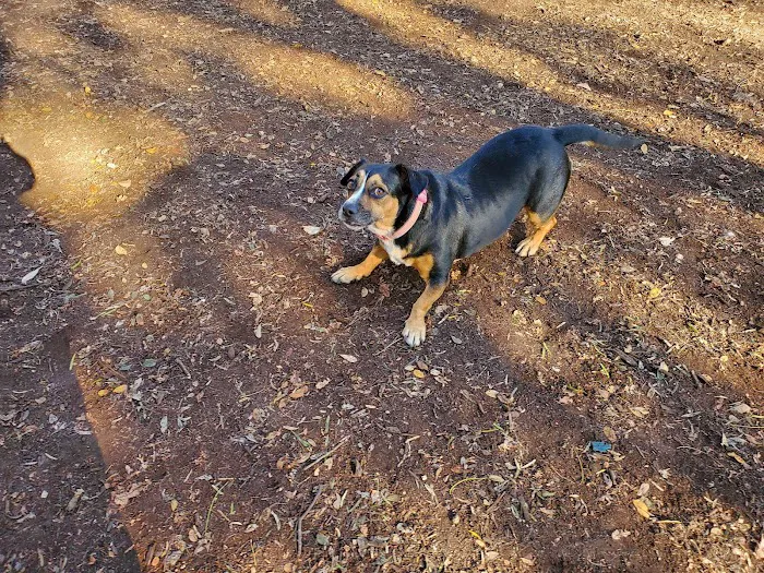 Blanco Road Dog Park in Phil Hardberger Park 10