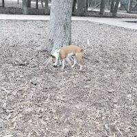 Blanco Road Dog Park in Phil Hardberger Park ico
