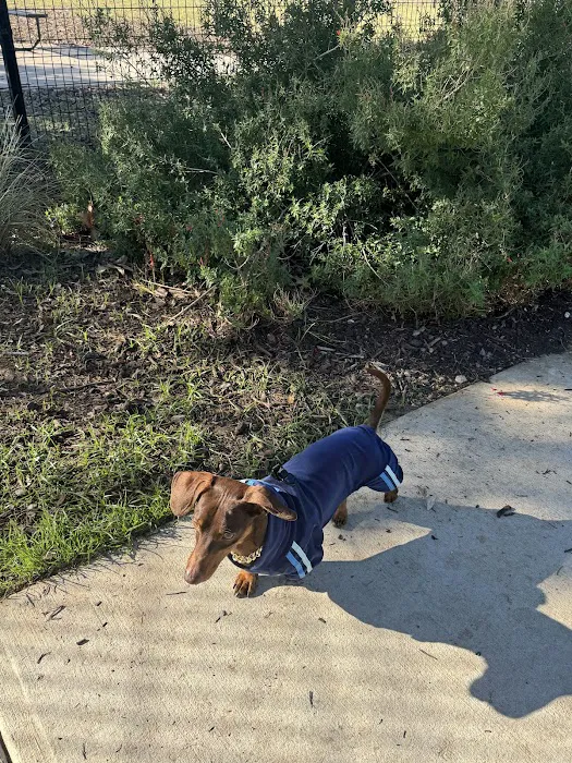 Maverick Dog Park 10