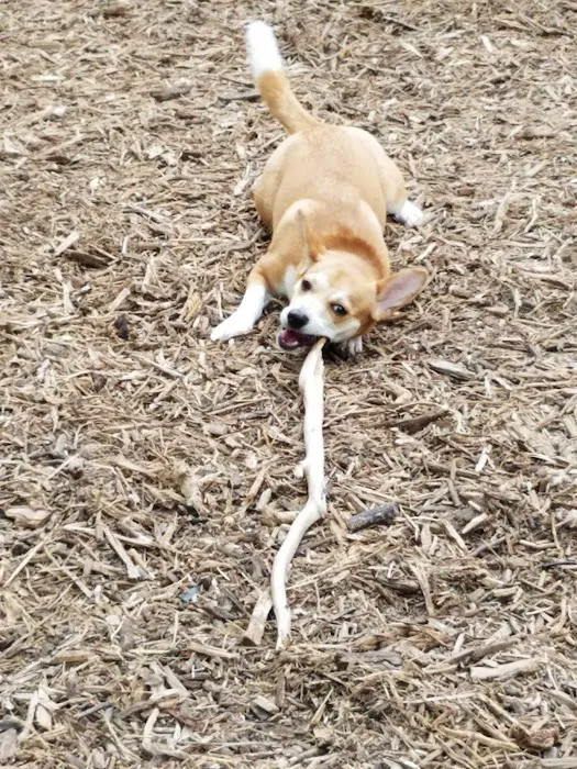 Hardberger Park - Dog Park (West) 5