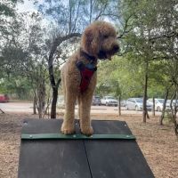 Hardberger Park - Dog Park (West) ico