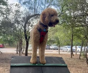 Hardberger Park - Dog Park (West)