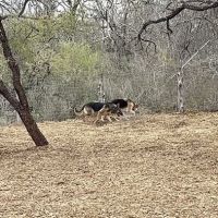 Southside Lions Dog Park ico