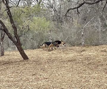 Southside Lions Dog Park