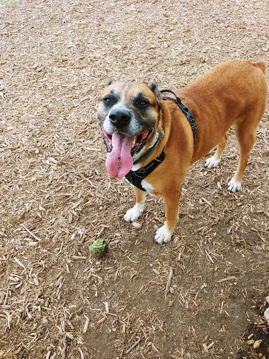 Southside Lions Dog Park 2