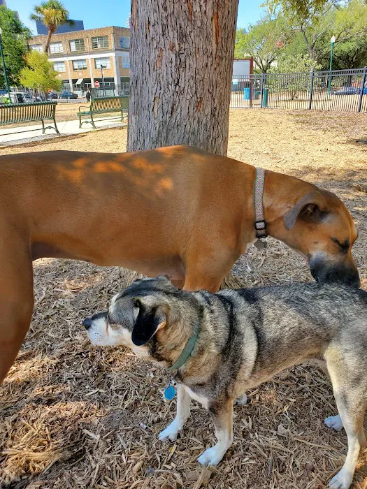 Madison Square Dog Park 3