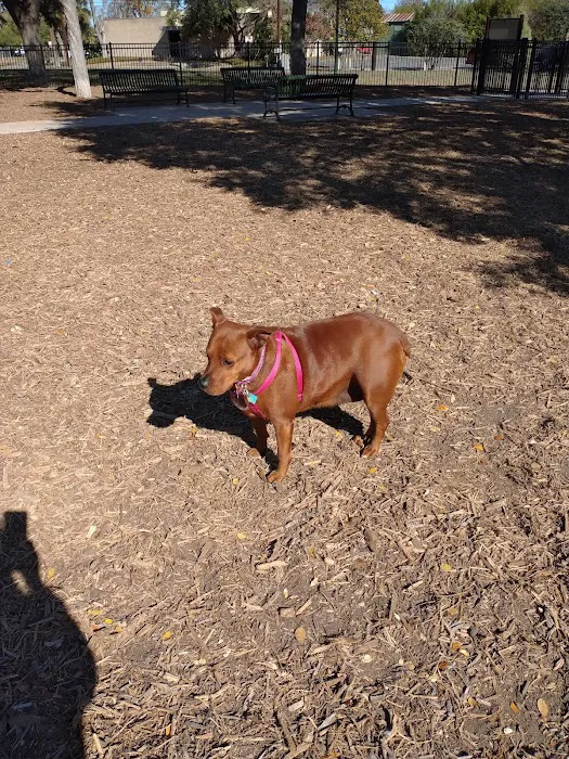 Madison Square Dog Park 10