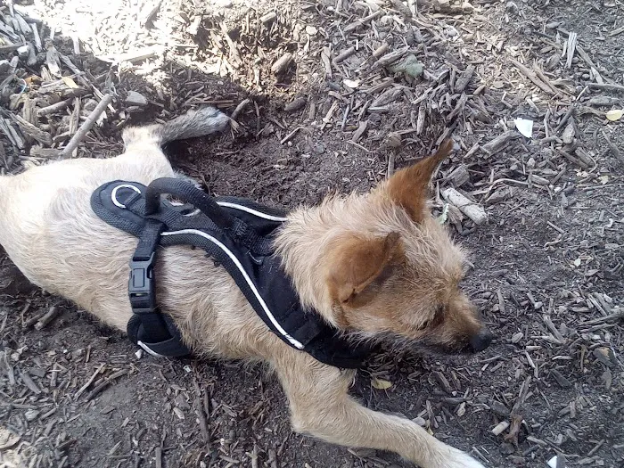 Madison Square Dog Park 6