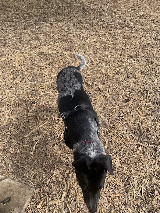 Madison Square Dog Park 7
