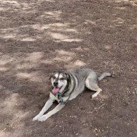 Madison Square Dog Park ico