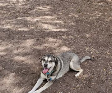 Madison Square Dog Park