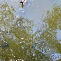 Woodlawn Lake Dog Park ico