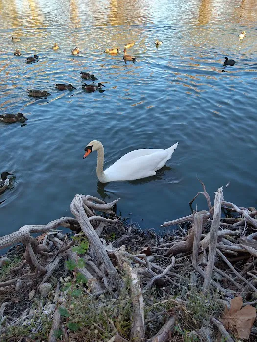 Woodlawn Lake Dog Park 7