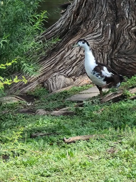 Woodlawn Lake Dog Park 6