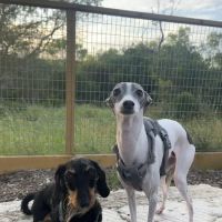 Fox Dog Park ico