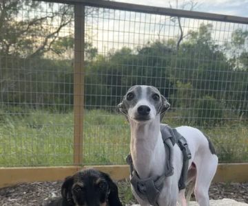 Fox Dog Park